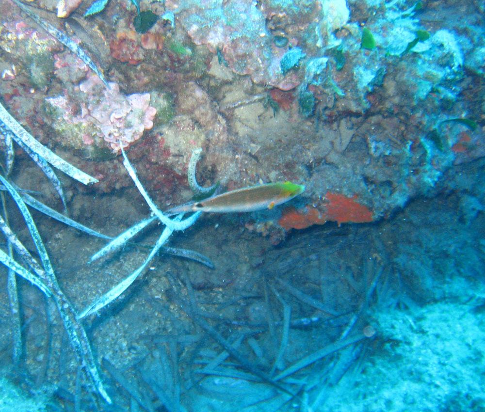 Labridae sfuggente... (Symphodus mediterraneus)